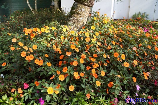蒲屏皇宫花卉